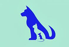 Descubre si eres buena persona aquí, según el primer animal que veas en la imagen