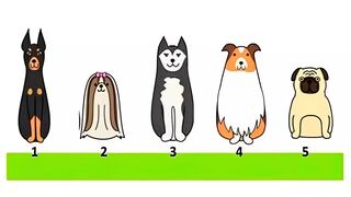Test visual: escoge un perro en esta imagen y mira qué tipo de carácter tienes