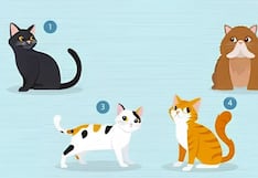 Test de personalidad: el gato que escoges dice cómo es tu relación sentimental ideal