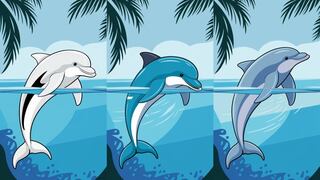 Escoge uno de los tres delfines en la imagen para saber qué tan inteligente eres