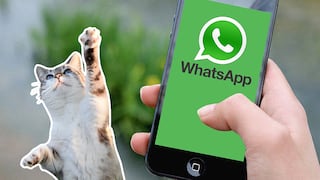 Guía para crear stickers de tus mascotas en WhatsApp con iOS 16 