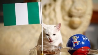 Aquiles, el gato sordo que vaticinará los resultados de la Eurocopa 2021