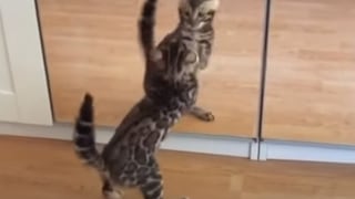Gato pasa frente a un espejo y busca pelea a su reflejo