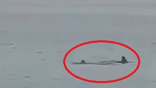 Video viral ataque de tiburón en Egipto: así fue como se comió a un turista ruso