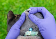 ¿Cómo preparar a tu mascota para el verano y evitar infestaciones de parásitos?