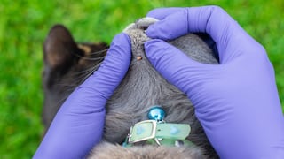 ¿Cómo preparar a tu mascota para el verano y evitar infestaciones de parásitos?