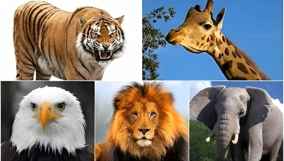 ¿Cómo crees ser? Mira si tu tipo de personalidad corresponde al animal que elijas. (Foto: Genial.Guru)