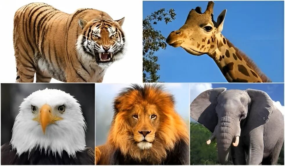 ¿Cómo crees ser? Mira si tu tipo de personalidad corresponde al animal que elijas. (Foto: Genial.Guru)