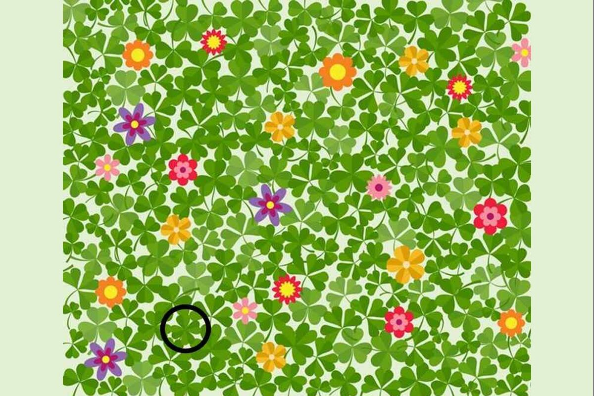 SOLUCIÓN DESAFÍO VISUAL | Solo el 1% visualmente poderoso puede encontrar el trébol de cuatro hojas en 5 segundos.