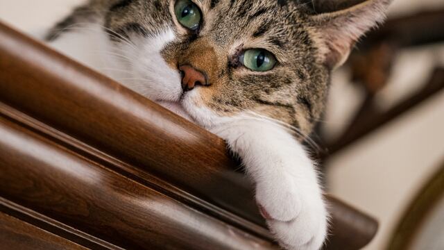 Los mejores trucos parar reparar muebles de madera arañados por gatos 
