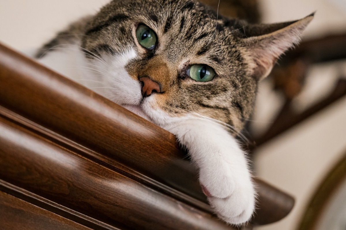 TRUCOS CASEROS | Los mejores trucos parar reparar muebles de madera arañados por gatos. (Foto: Pexels)
