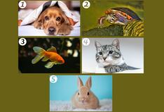 ¿Qué mascota prefieres? Descubre lo que tu elección revela sobre ti