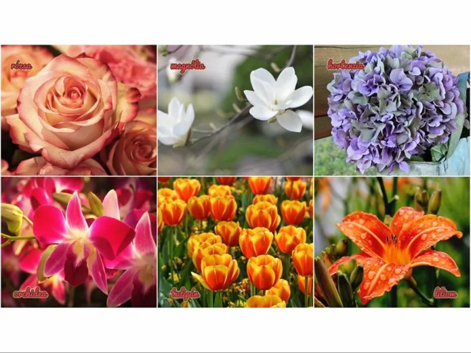 TEST VISUAL | En este test especial, te invitamos a conectar con tu intuición y elegir la flor que más te llame la atención. | https://nlc.hu/