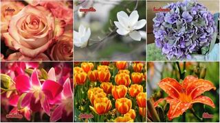 Descubre tu personalidad a través de las flores: ¡Elige tu favorita y revela tus secretos más profundos!