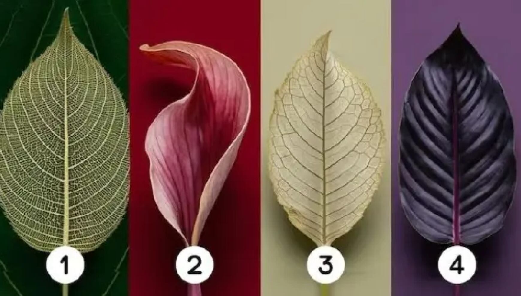 Descubre si eres una persona dominante a través de las hojas que te presentamos en este increíble test de personalidad. ¿Cuál te llamo la atención?