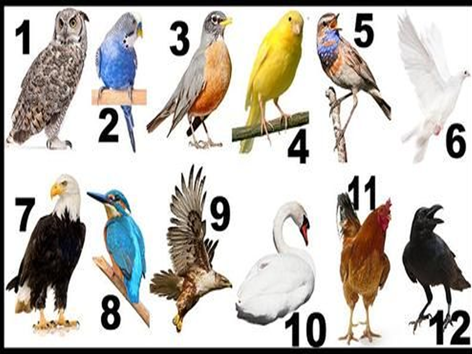 ¿Sabías que el mes en que naciste puede estar relacionado con tu personalidad? Según la tradición, cada mes tiene un pájaro asociado que simboliza diferentes características y cualidades.