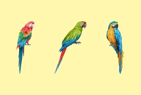 Choose one of the parrots in this image to discover your true identity