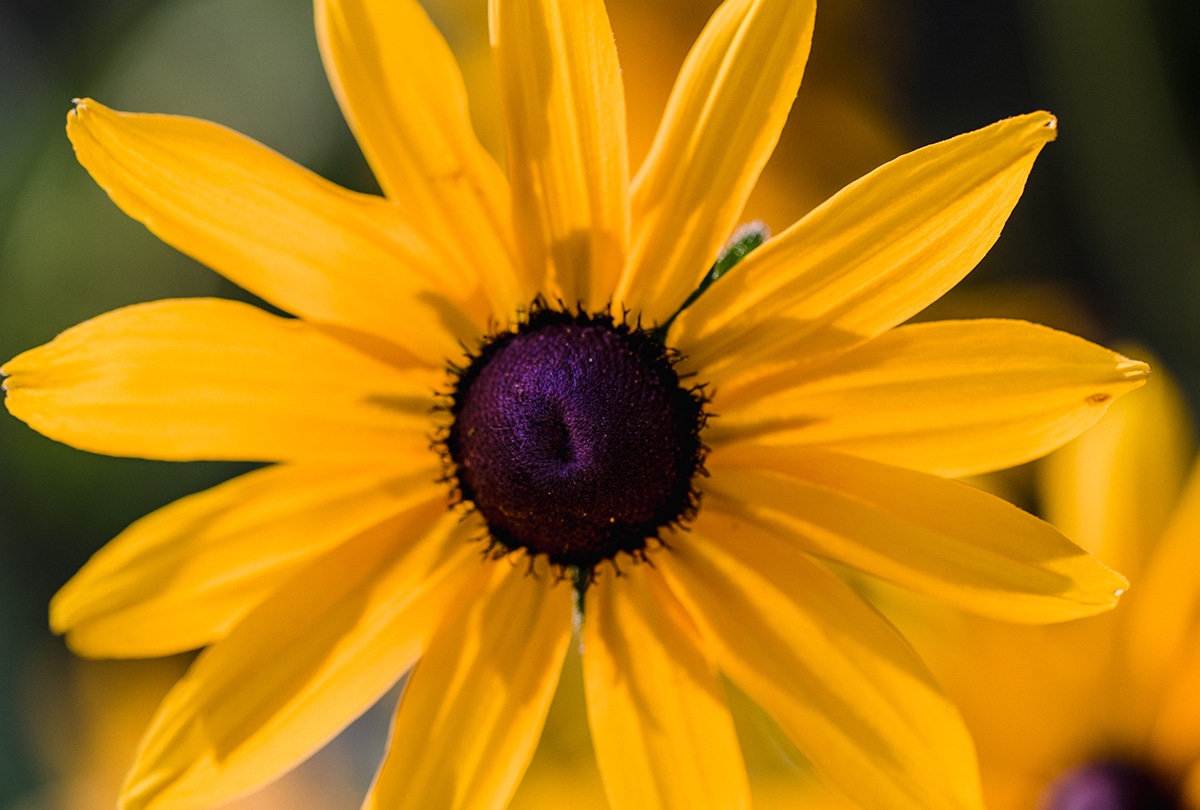 Conoce los tipos de flores amarillas que puedes encontrar para regalar. (Foto: Freepik)