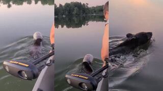 Hombre quita jarro atorado de la cabeza de oso en medio de un lago