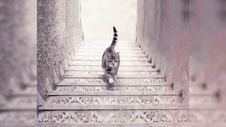 Viral: mira lo que te quiere decir sobre tu forma de ser responder si el gato baja o sube las escaleras