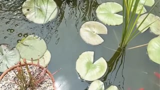 ¿Puedes detectar la rana camuflada en el estanque en 3 segundos?