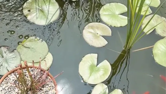 DESAFÍO VISUAL | Tienes una visión 20/20 si puedes ver a la rana escondida en el estanque en tres segundos. | Tiktok/@robertmnelson