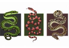 Elige una de las tres serpientes en la imagen para saber qué clase de persona eres