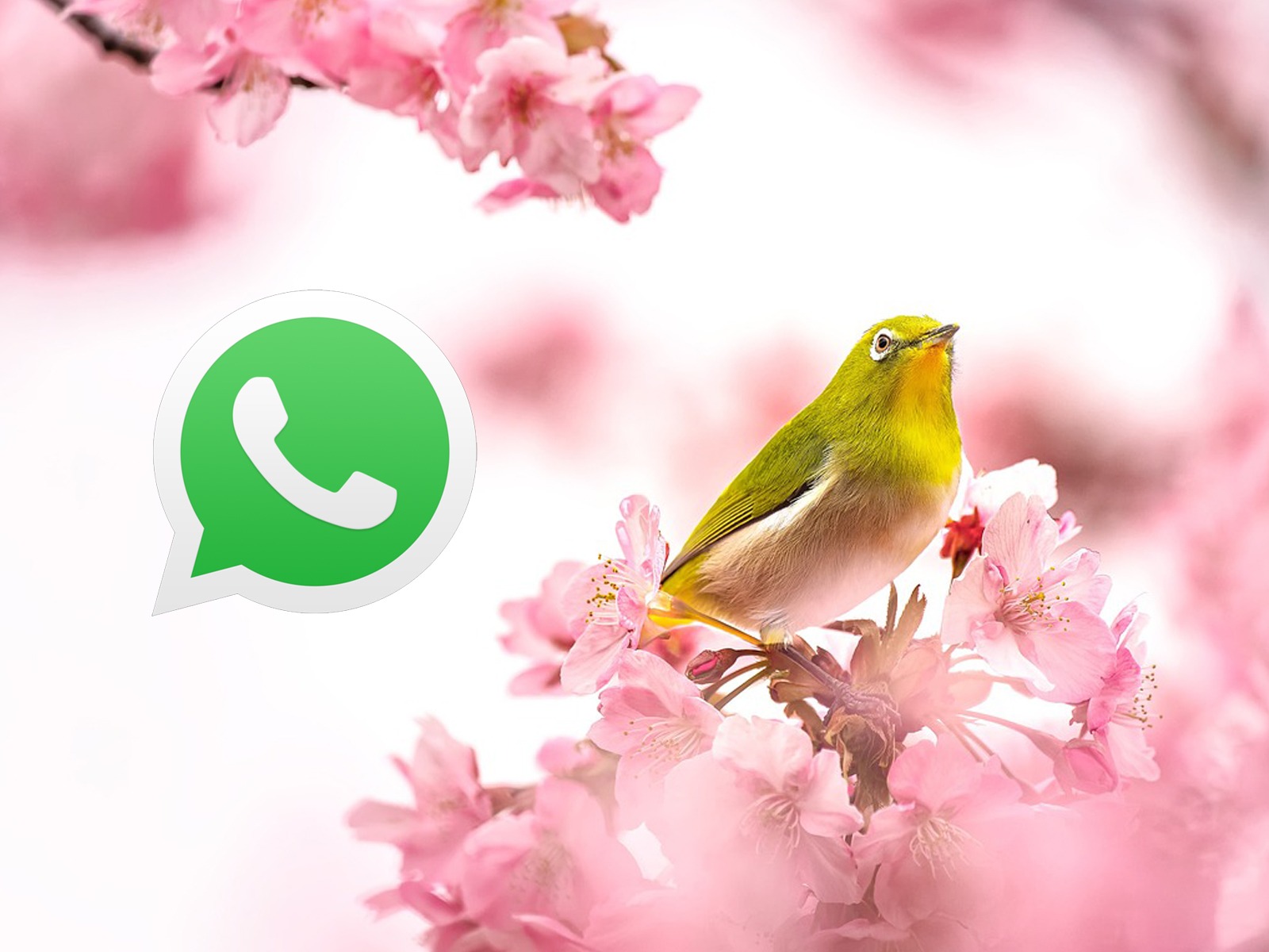 WHATSAPP | Dentro de la nota encontrarás una gran variedad de imágenes para usar en la app. (Foto: Unsplash)