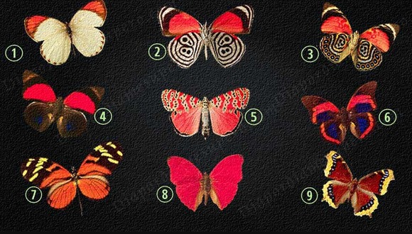 TEST VISUAL | Observa con atención las  imágenes de mariposas y selecciona la que más te atraiga. A continuación, descubre el significado de tu elección y cómo se relaciona con tu forma de ser y pensar.