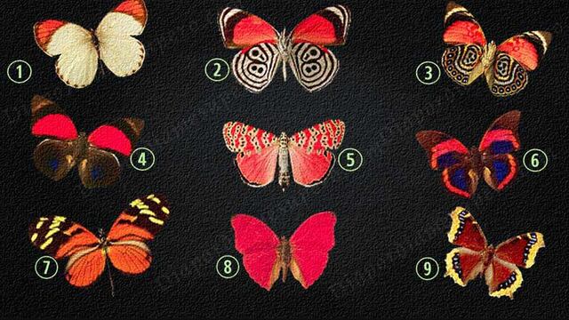 ¿Qué revela tu mente? Elige una mariposa y descubre los secretos de tu subconsciente