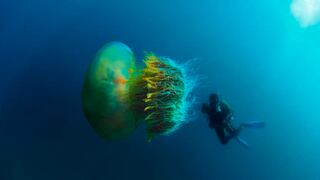 Google Maps: esta es la verdadera historia detrás de una supuesta medusa gigante