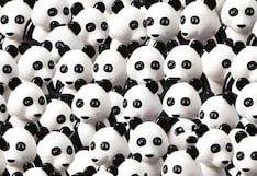 ¡Reto de 10 segundos! Encuentra al perro oculto entre los pandas y demuestra tu inteligencia