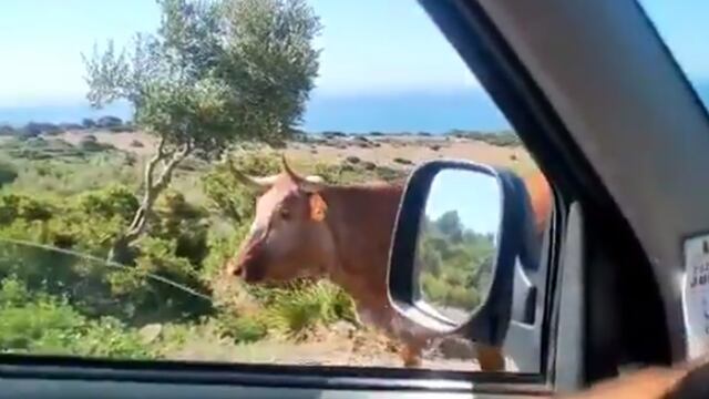 Hombre le pregunta a una vaca cómo llegar a Bolonia y esta le indica el camino a seguir