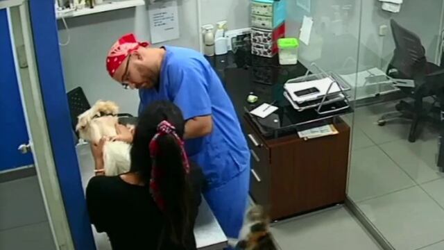 Gato no soporta que un perro sufra cuando lo están vacunando y ataca al veterinario 