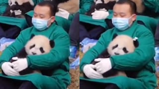 Cuidador se roba el corazón de todos por dar tiernos cuidados a oso panda bebé