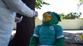 Hasta para la mascota: Goias realizó exámenes de descarte de coronavirus antes del retorno a los entrenamientos [VIDEO]