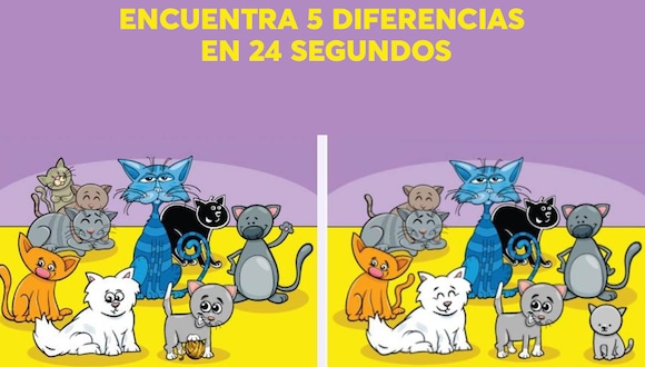 Hay 5 diferencias entre las imágenes de los dos gatos. ¿Puedes identificarlas a todas en 24 segundos? (Foto: Spatial Learners)