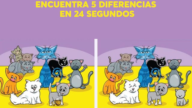 ¿Puedes detectar las 5 diferencias en la imagen de los gatos en tan solo 24 segundos? 