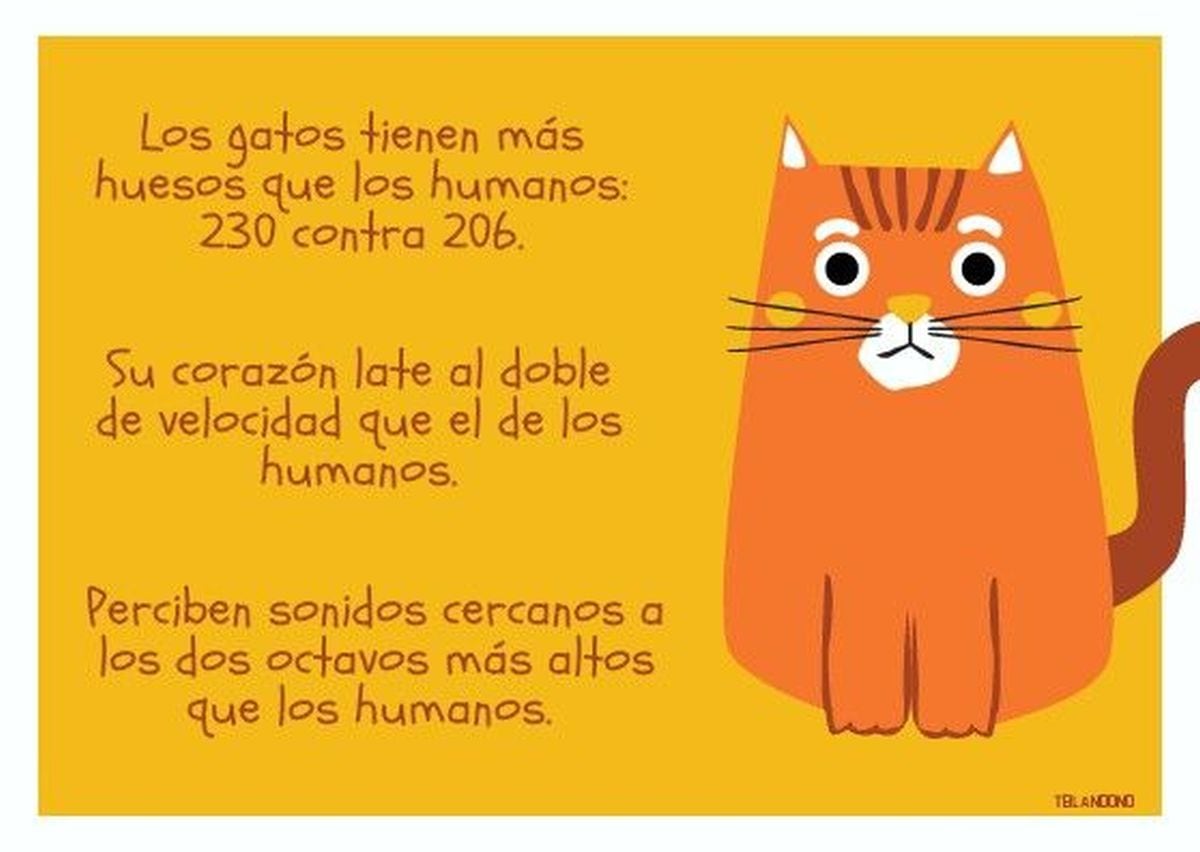 Imágenes que puedes utilizar en Instagram y otras redes sociales por el Día Internacional del Gato. (Pinterest)