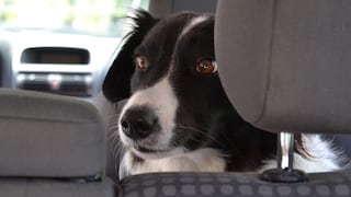El motivo por el que un perro callejero se rehusó a bajar de un auto te conmoverá hasta las lágrimas