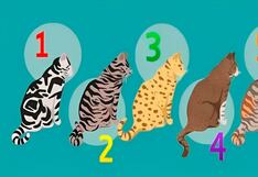 Test de personalidad: elige un gato para revelar cuál es tu mayor motivación hoy