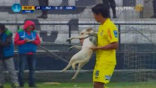 Alianza Lima: un perro se metió a la cancha de Matute durante el partido (VIDEO)