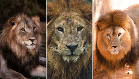 TEST VISUAL | Los leones son considerados como los reyes de la selva. (Foto: Composición Freepik / Depor)
