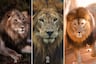 Eligiendo uno de estos leones sabrás qué quiere advertirte el destino