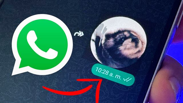 Así puedes enviar el sticker con audio del “mapache Pedro” en WhatsApp