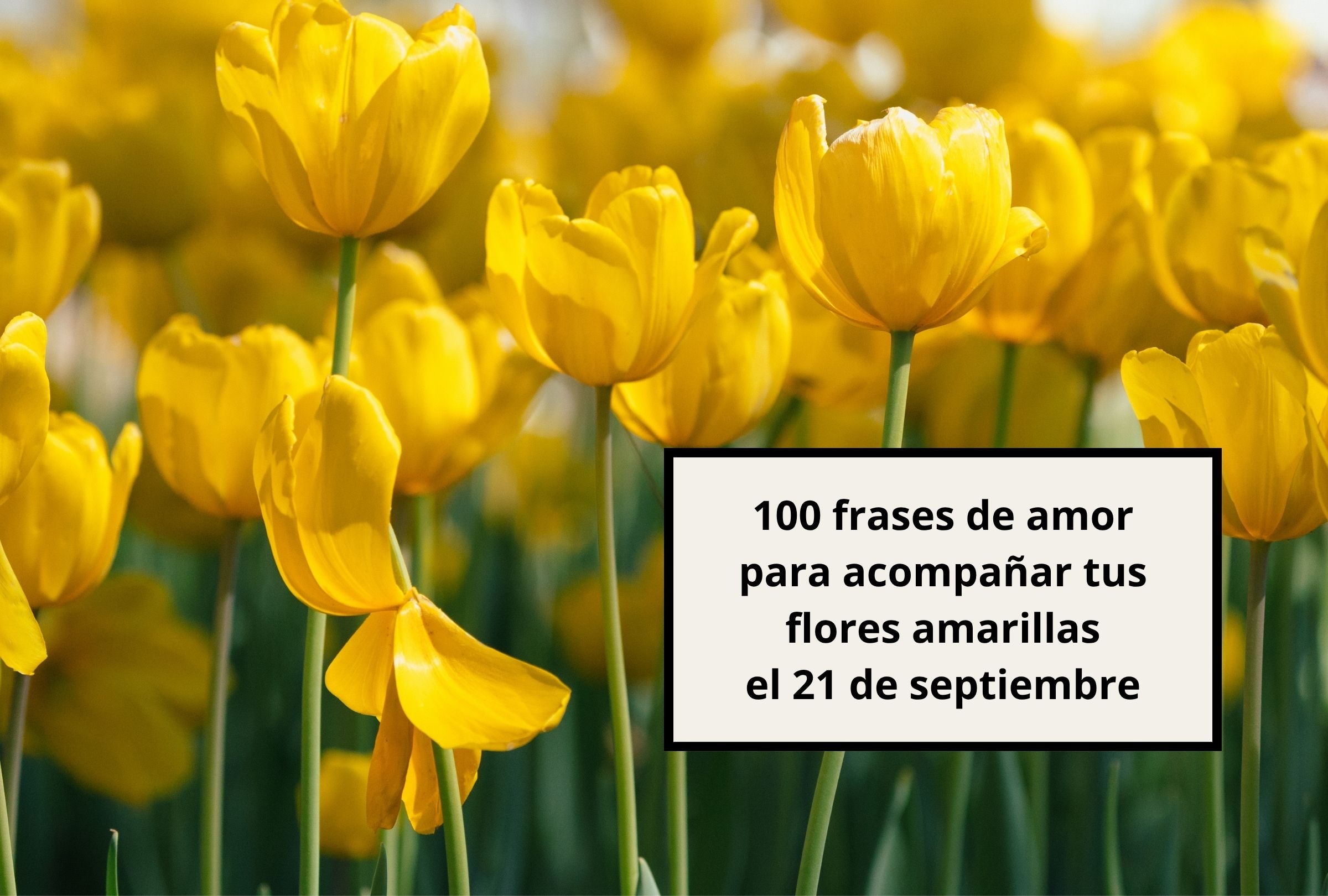 En esta nota podrás leer 100 frases de amor para acompañar tus flores amarillas el 21 de septiembre. (Foto: Composición Canva - Depor)