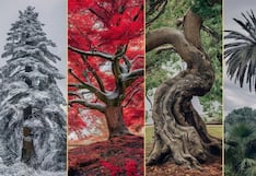 Descubre si eres una persona honesta con tan solo escoger un árbol en esta imagen