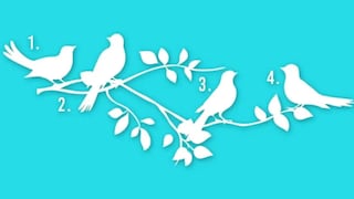 Podrás conocer cuál es tu propósito en la vida cuando elijas un pájaro