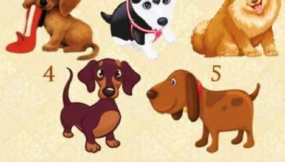 TEST VISUAL | Observa atentamente la imagen que presenta cinco adorables perros y elige al que más te llame la atención, sin pensarlo demasiado.
