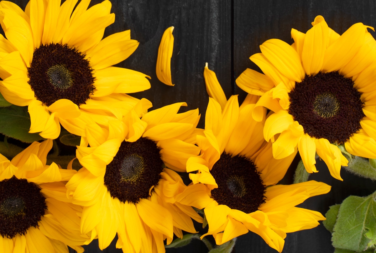 Conoce el día que se entrega flores amarillas. (Foto: Freepik)